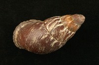 藏品(扁蝸牛)的圖片